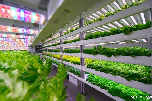 广州企事业单位该如何选择食材配送公司呢