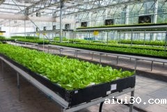 水培蔬菜在蔬菜伟德app登录教程下载中占比越来越高