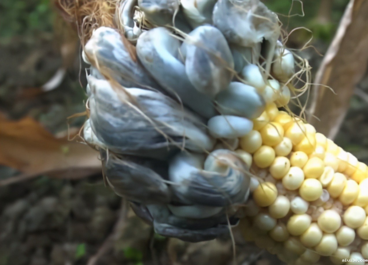 玉米上长“黑包”，气得农民直跺脚，老外却视若珍宝，价比肉还贵