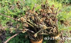 野生蕨菜含致癌物质？为什么有的人说可以吃，有的说不能吃