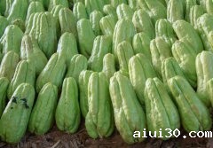 专业蔬菜配送：如何管理佛手瓜苗？掌握这些管理技术，佛手瓜产量翻