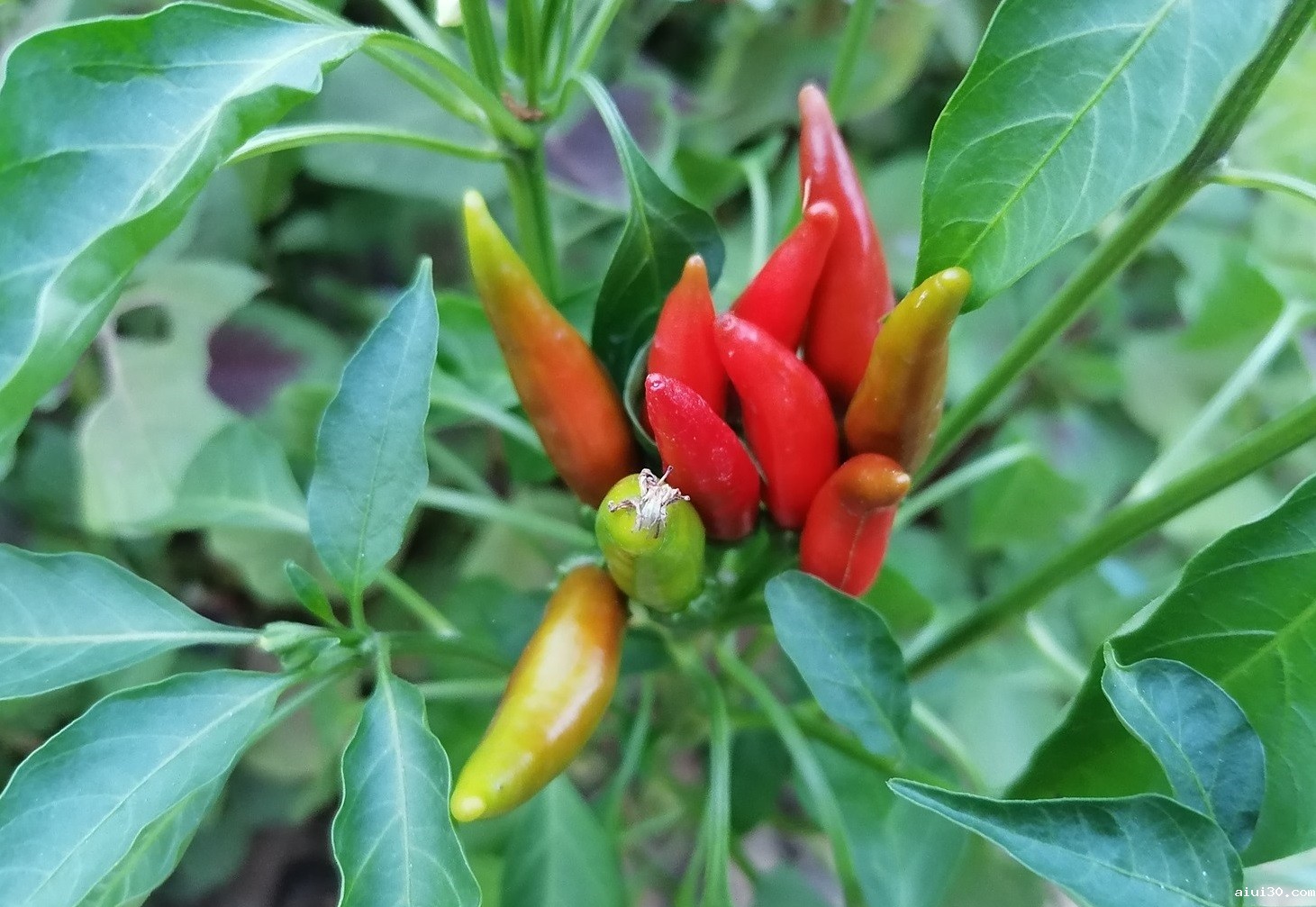 蔬菜供应公司：哪些蔬菜不适合重茬、怎么让重茬蔬菜生长更好？