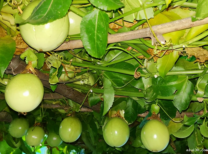 学校食堂食材配送:高温天气,如何提高百香果结实率?