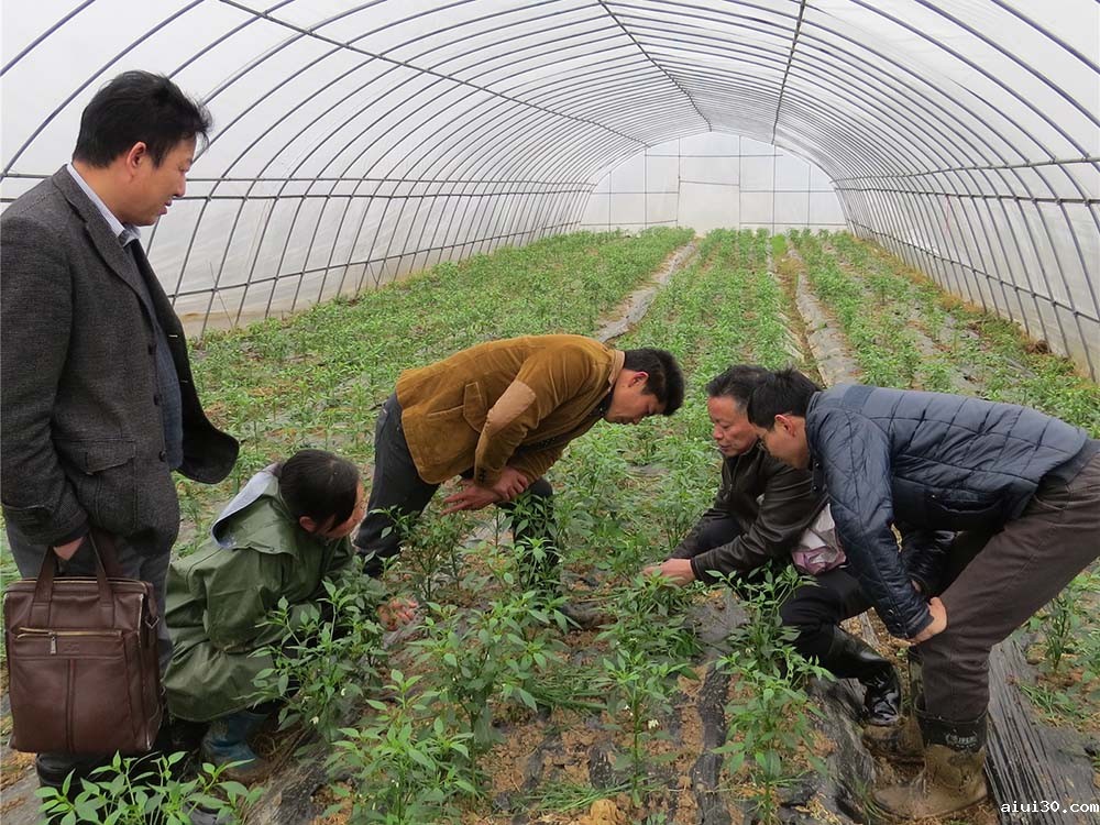 新鲜水果蔬菜配送:伏天蔬菜生产管理应采取哪几项措施?