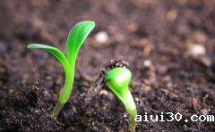 广州幼儿园蔬菜配送：蔬菜施用生物菌肥的注意事项