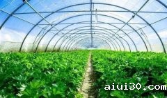 广州生鲜配送：多雨季到来，蔬菜管理关乎着这一整年的收入！