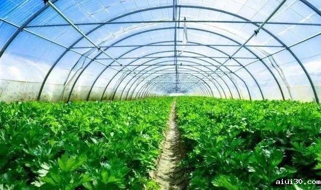 广州生鲜配送:多雨季到来,蔬菜管理关乎着这一整年的收入!