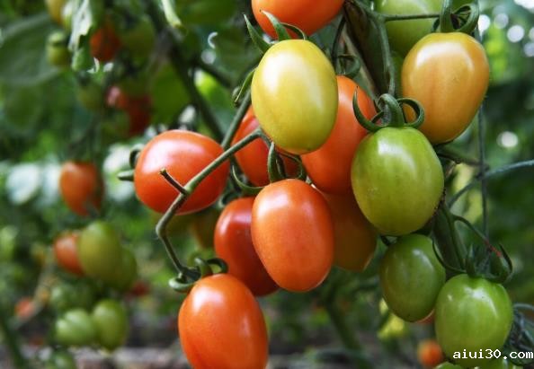 生鲜送货上门:现在的蕃茄怎么不见小时候的口感了