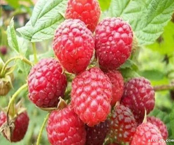 生鲜蔬菜配送中心：农村常见的野果子，你都吃过哪几种呢？