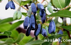 蔬菜供应公司：这4种蓝色水果被称为贵族水果，一斤卖400块，都吃过的