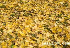 常见的无土栽培基质有哪些？蔬菜配送公司来教你