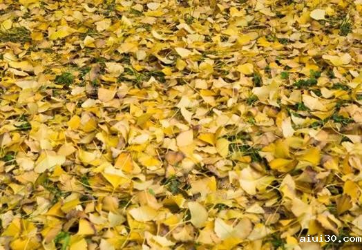 常见的无土栽培基质有哪些?蔬菜配送公司来教你