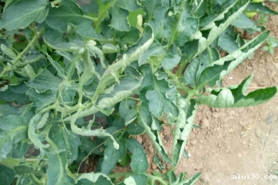 西红柿的各种卷叶情况出现的原因,以及解决办法