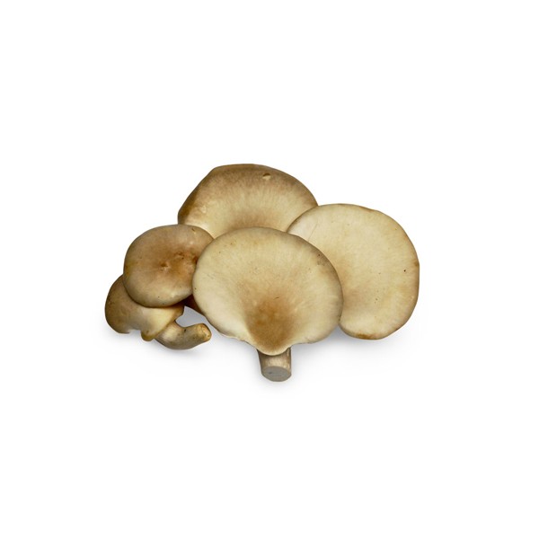 鲍鱼菇
